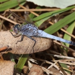 Orthetrum caledonicum (Blue Skimmer) at Wodonga, VIC - 20 Jan 2023 by KylieWaldon