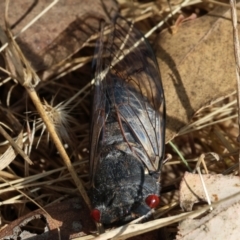 Psaltoda moerens (Redeye cicada) at Wodonga, VIC - 20 Jan 2023 by KylieWaldon
