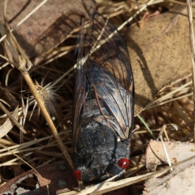 Psaltoda moerens (Redeye cicada) at Wodonga, VIC - 21 Jan 2023 by KylieWaldon