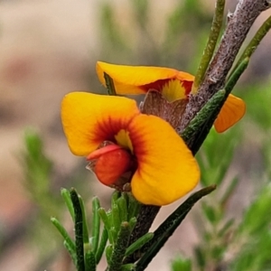 Dillwynia sericea at Carwoola, NSW - 21 Jan 2023 09:48 AM