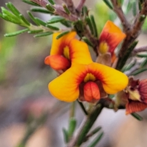Dillwynia sericea at Carwoola, NSW - 21 Jan 2023 09:48 AM