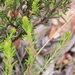 Dillwynia sericea at Carwoola, NSW - 21 Jan 2023 09:48 AM