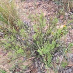 Dillwynia sericea at Carwoola, NSW - 21 Jan 2023 09:48 AM