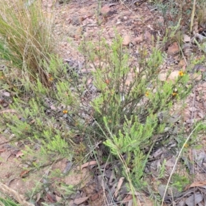 Dillwynia sericea at Carwoola, NSW - 21 Jan 2023 09:48 AM