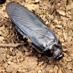 Panesthia australis at Carwoola, NSW - 21 Jan 2023 09:41 AM