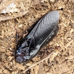 Panesthia australis at Carwoola, NSW - 21 Jan 2023