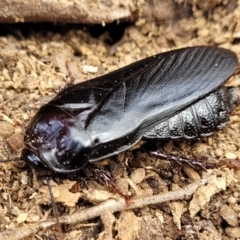 Panesthia australis at Carwoola, NSW - 21 Jan 2023