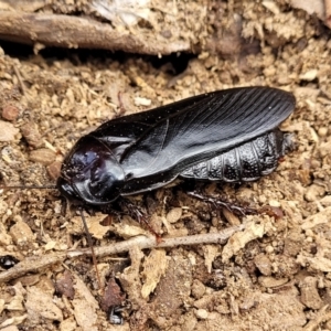 Panesthia australis at Carwoola, NSW - 21 Jan 2023