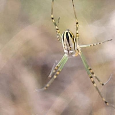Leucauge dromedaria (Silver dromedary spider) at Carwoola, NSW - 21 Jan 2023 by trevorpreston