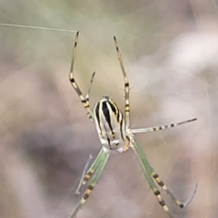 Leucauge dromedaria at Carwoola, NSW - 21 Jan 2023