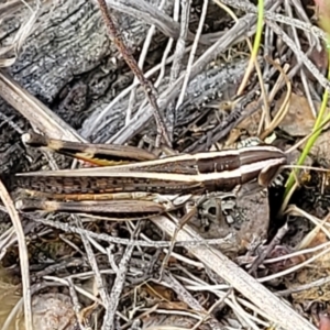 Macrotona australis at Carwoola, NSW - 21 Jan 2023