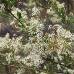 Bursaria spinosa (Native Blackthorn, Sweet Bursaria) at Pearce, ACT - 20 Jan 2023 by MatthewFrawley