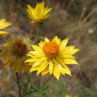 Xerochrysum viscosum (Sticky Everlasting) at Pearce, ACT - 20 Jan 2023 by MatthewFrawley