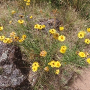 Xerochrysum viscosum at Pearce, ACT - 21 Jan 2023