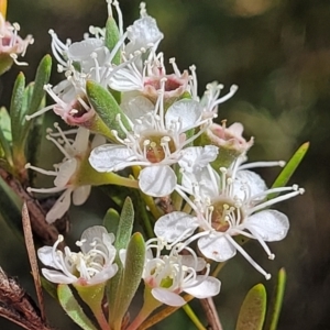 Kunzea ericoides at Carwoola, NSW - 21 Jan 2023