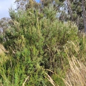 Kunzea ericoides at Carwoola, NSW - 21 Jan 2023