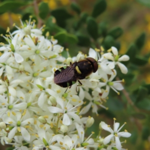 Odontomyia hunteri at Pearce, ACT - 21 Jan 2023 10:54 AM