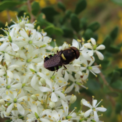 Odontomyia hunteri (Soldier fly) at Pearce, ACT - 20 Jan 2023 by MatthewFrawley