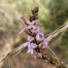 Stylidium graminifolium (grass triggerplant) at Carwoola, NSW - 21 Jan 2023 by trevorpreston