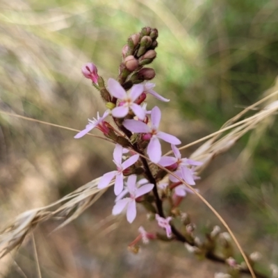 Stylidium graminifolium (grass triggerplant) at Carwoola, NSW - 21 Jan 2023 by trevorpreston