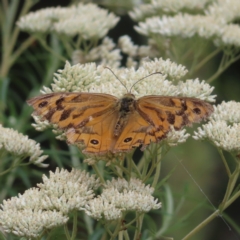 Heteronympha merope (Common Brown Butterfly) at Pearce, ACT - 21 Jan 2023 by MatthewFrawley