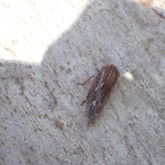 Putoniessa sp. (genus) at Murrumbateman, NSW - 20 Jan 2023