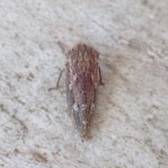 Putoniessa sp. (genus) at Murrumbateman, NSW - 20 Jan 2023