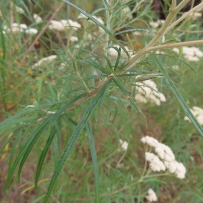 Cassinia longifolia (Shiny Cassinia, Cauliflower Bush) at Pearce, ACT - 21 Jan 2023 by MatthewFrawley