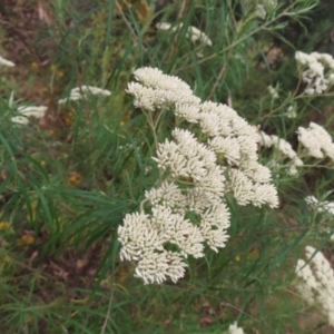 Cassinia longifolia at Pearce, ACT - 21 Jan 2023 11:01 AM