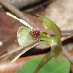 Chiloglottis sylvestris (Small Wasp Orchid) at Jerrawangala, NSW - 20 Jan 2023 by RobG1