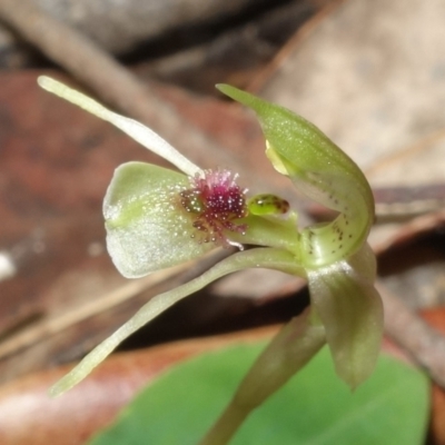 Chiloglottis sylvestris (Small Wasp Orchid) at Jerrawangala, NSW - 20 Jan 2023 by RobG1