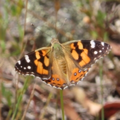 Vanessa kershawi (Australian Painted Lady) at Kambah, ACT - 21 Jan 2023 by MatthewFrawley