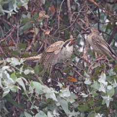 Eudynamys orientalis (Pacific Koel) at Higgins, ACT - 21 Jan 2023 by wombey