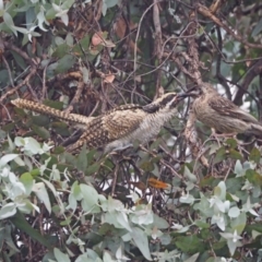 Eudynamys orientalis at Higgins, ACT - 21 Jan 2023