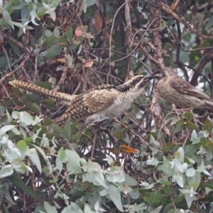 Eudynamys orientalis at Higgins, ACT - 21 Jan 2023