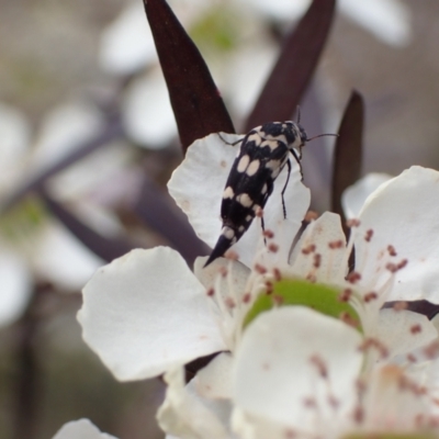 Hoshihananomia leucosticta (Pintail or Tumbling flower beetle) at Murrumbateman, NSW - 15 Jan 2023 by SimoneC