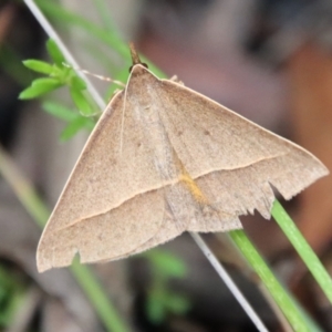 Epidesmia chilonaria at Budawang, NSW - 21 Jan 2023 03:00 PM