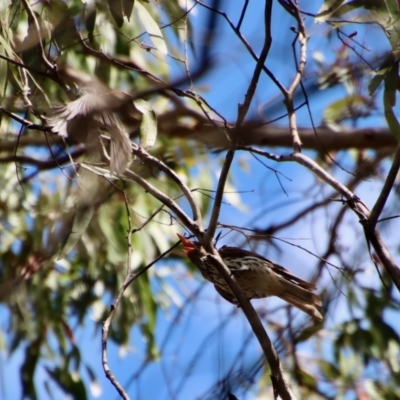 Oriolus sagittatus (Olive-backed Oriole) at Budawang, NSW - 21 Jan 2023 by LisaH