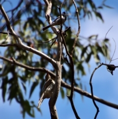 Oriolus sagittatus (Olive-backed Oriole) at Budawang, NSW - 21 Jan 2023 by LisaH