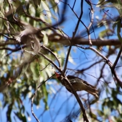 Oriolus sagittatus at Budawang, NSW - 21 Jan 2023