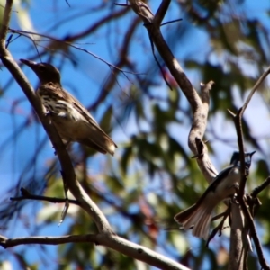 Oriolus sagittatus at Budawang, NSW - 21 Jan 2023