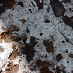 Myxomycete-plasmodium(class) at Budawang, NSW - 21 Jan 2023 by LisaH