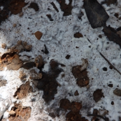 Myxomycete-plasmodium(class) at Budawang, NSW - 21 Jan 2023 by LisaH