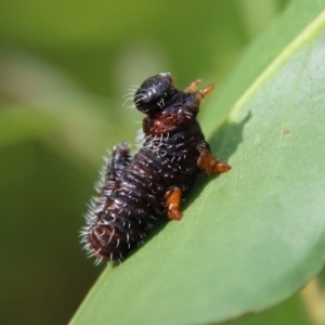 Perginae sp. (subfamily) at Budawang, NSW - 21 Jan 2023 04:33 PM