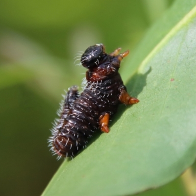 Perginae sp. (subfamily) (Unidentified pergine sawfly) at Budawang, NSW - 21 Jan 2023 by LisaH