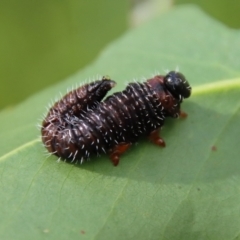 Perginae sp. (subfamily) at Budawang, NSW - 21 Jan 2023 04:33 PM