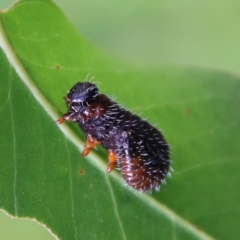 Perginae sp. (subfamily) at Budawang, NSW - 21 Jan 2023 04:33 PM