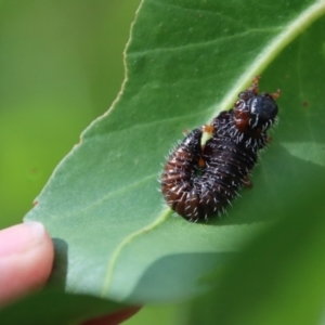 Perginae sp. (subfamily) at Budawang, NSW - 21 Jan 2023