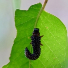 Perginae sp. (subfamily) at Budawang, NSW - 21 Jan 2023