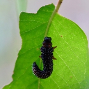 Perginae sp. (subfamily) at Budawang, NSW - 21 Jan 2023 04:33 PM